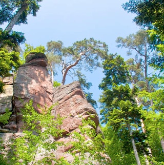 Steile Felsen-Abbruchkante im Wald