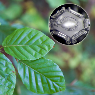 Bild eines Blattes mit zugehörigem Eiskristallbild