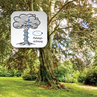 Drechwuchs am Stamm eines Baumes mit Schemazeichnung