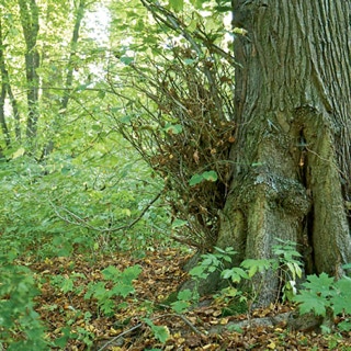 Reisser am Stamm eines Baumes