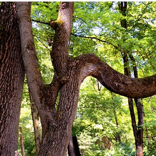 Zusammenwachsungen von Ästen eines Baumes