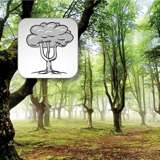 Nebeliger Wald mit Baumkronen und Schemazeichnung