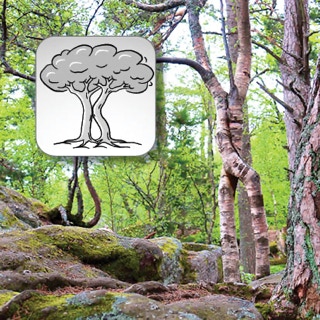 Zusammenwachsungen von Baumstämmen mit Schemazeichnung