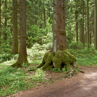 Auswuchs am Stamm eines Baumes