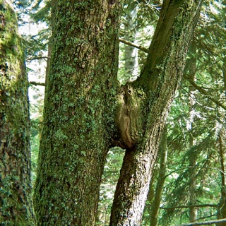 Baum mit Zusammenwachsung